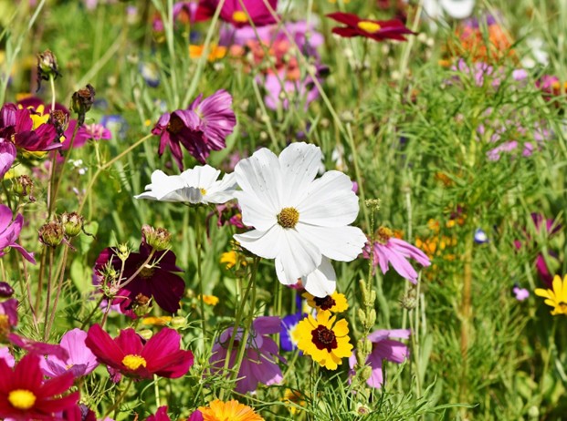 Community Climate Change Grants – High Peak