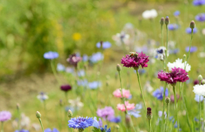 Government Announces £79 Million for Nature Recovery
